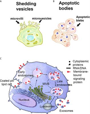 Immunosuppressive Protein Signatures Carried by Syncytiotrophoblast-Derived Exosomes and Their Role in Human Pregnancy